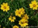 Chrysanthemum Yellow Pigment